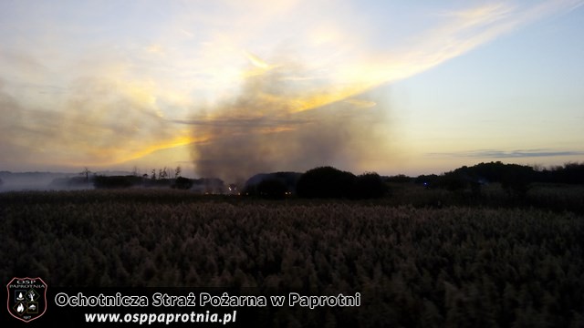 Pożar suchych traw i trzcinowiskw miejscowośći Famułki Brochowskie