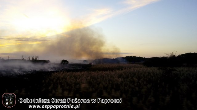 Pożar suchych traw i trzcinowiskw miejscowośći Famułki Brochowskie