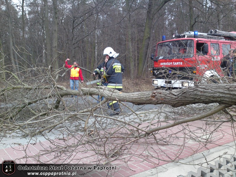 Usunięcie powalonego drzewa w Teresinie