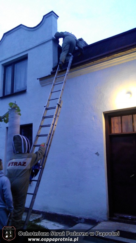 Usuwanie szerszeni w Teresinie