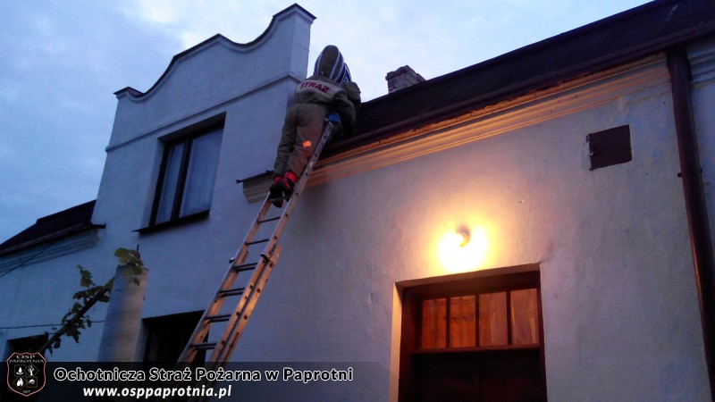 Usuwanie szerszeni w Teresinie