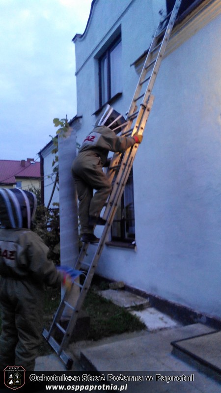 Usuwanie szerszeni w Teresinie