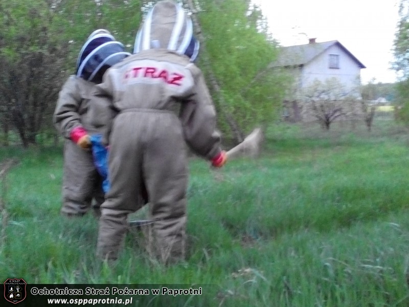 Usuwanie pszczół w Teresinie