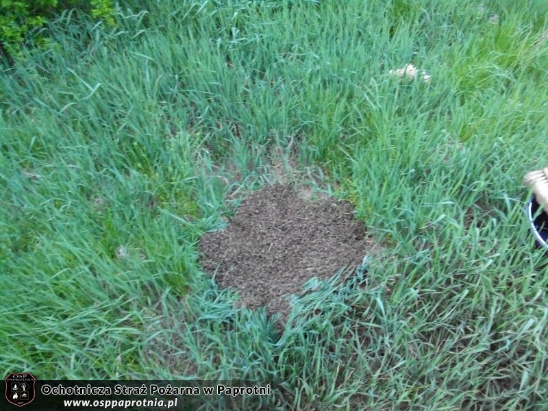 Usuwanie pszczół w Teresinie